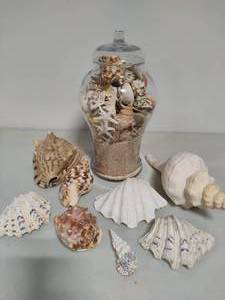 lot 170 image: Seashell Assortment #2