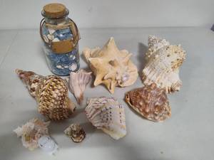 lot 171 image: Seashell Assortment #3