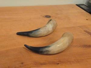 lot 108 image: Lot of (2) Polished Finish Cow  Steer Horns