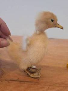 lot 299 image: Taxidermy Duckling by Golden Leaf (Shanghai China)
