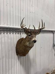 lot 2109 image: Taxidermy Deer Head Mount