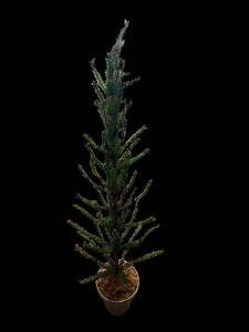lot 222 image: Conifer Tree - 36-Inch Tall - Potted Evergreen with Red Bud Tips