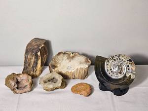 lot 77 image: Petrified Wood and Goniatite Fossil Collection