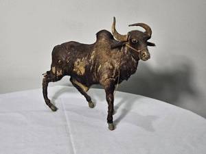 lot 25 image: Brahma Bull Miniature Taxidermy
