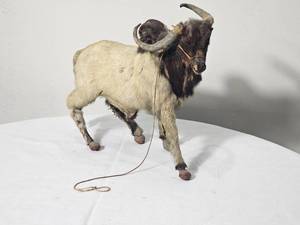 lot 26 image: Brahma Bull Miniature Taxidermy Second