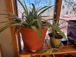 lot 345 image: Collection of Live Spider Plants