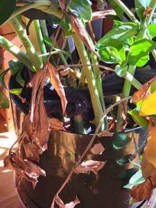 lot 346 image: 2 Large Live ZZ Plants