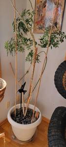 lot 347 image: 2 Ming Aralia Live Plants