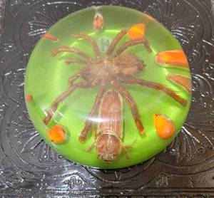 lot 360 image: Lucite Venezuelan Tarantula Spider Bug Specimen