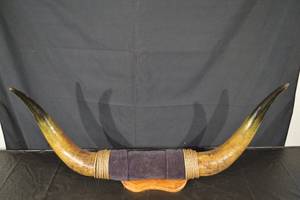 lot 240 image: Natural Longhorn Bull Horns on Carved Wood Stand with Rope Wrap - 60 in Overall