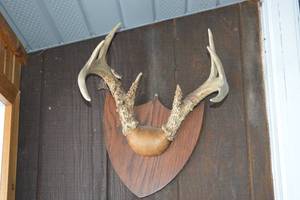lot 283 image: Deer Antler Mount on Wood Shield Plaque - Rustic Display