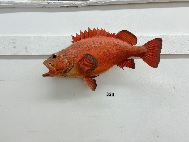 lot 320 image: Fish mount