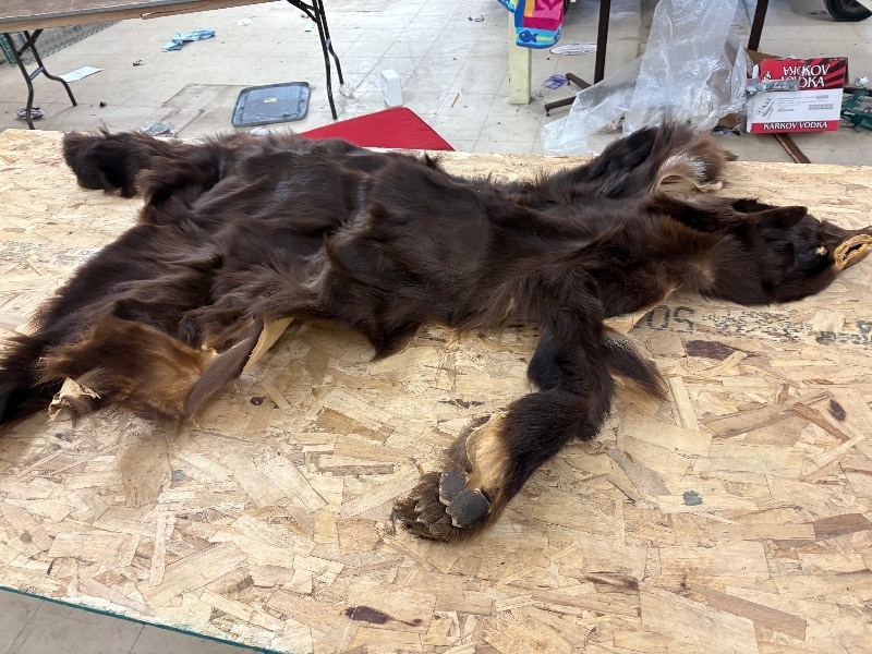 lot 333 image: Bear skin