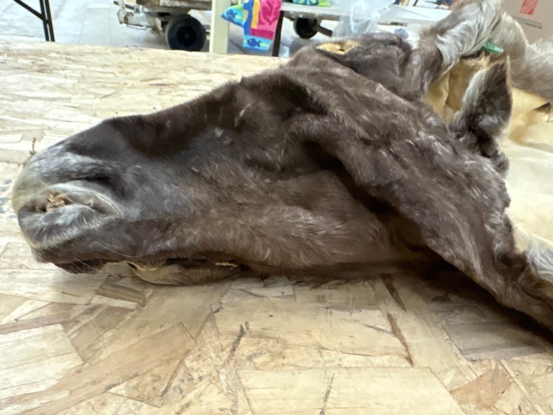 lot 334 image: Moose skin
