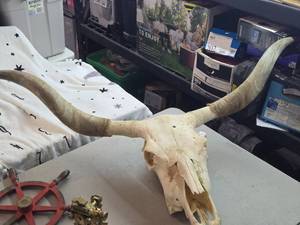 Longhorn or Watushi Steer Skull