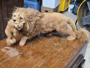 Lion Carrying Cub theme Goat Fur Dcor 20 x 8