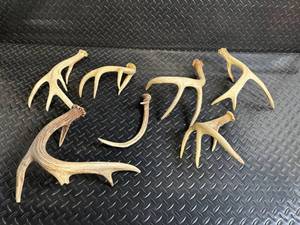 lot 144 image: Deer Antler Shed Pieces - Natural Antler Cluster for Crafting & Decor