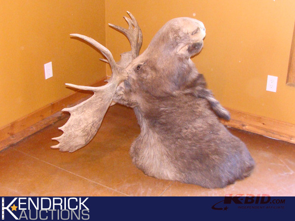 lot 15 image: Authentic Taxidermy Moose Head