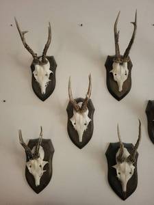 Five Roe Deer Trophy Black Forest Antler Mounts