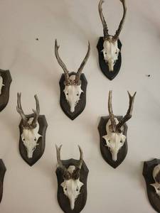 Five Roe Deer Trophy Black Forest Antler Mounts