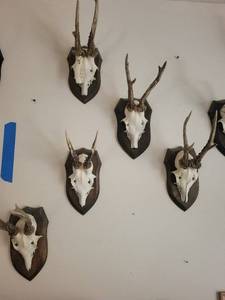 Five Roe Deer Trophy Black Forest Antler Mounts