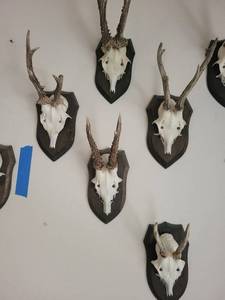 Five Roe Deer Trophy Black Forest Antler Mounts
