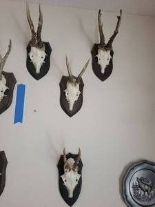 Five Roe Deer Trophy Black Forest Antler Mounts