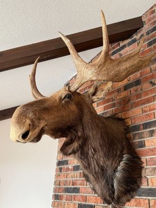 Vintage Taxidermy Moose Shoulder Mount Large Antlers Wall Decor