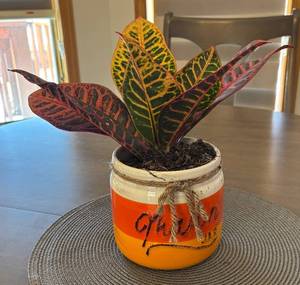 lot 27R image: K - Croton Petra Variegated Live Plant