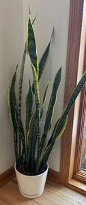 lot 30R image: FE - Sansevieria Trifasciata Laurentii - Variegated Snake Plant
