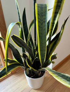 lot 31R image: FE - Live Plant - Variegated Leaves in White Pot