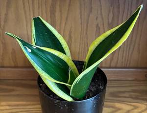 lot 34R image: LR - Sansevieria Trifasciata Laurentii Variegated Snake Plant