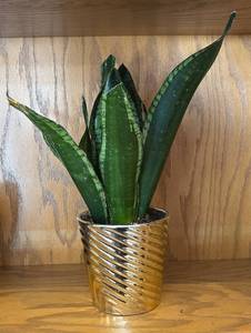 lot 39R image: LR - Snake Plant Sansevieria Trifasciata In Gold Ribbed Planter