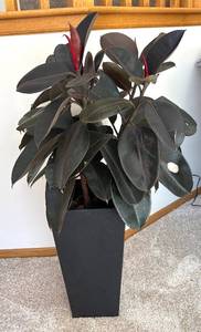 lot 43R image: P - Live Ficus Elastica Burgundy Rubber Plant