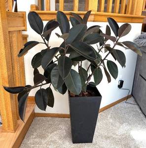 lot 44R image: P - Live Rubber Plant Ficus Elastica