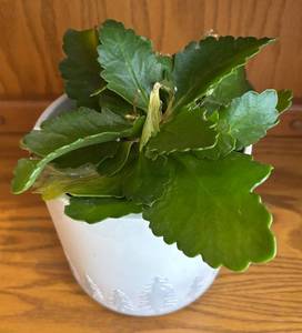 lot 53R image: LR - Live Plant - Scalloped-Leaf Green Succulent