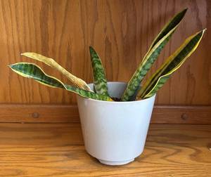lot 56R image: LR - Snake Plant Laurentii Variegated Indoor Plant