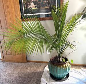 lot 65R image: UBR - Palm Plant in Teal Ceramic Pot
