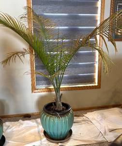 lot 67R image: UBR - Live Areca Palm Indoor Plant