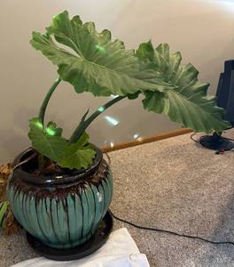 lot 68R image: UBR - Live Elephant Ear Plant (Colocasia)