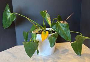 lot 92R image: P - Pothos Plant (Epipremnum aureum) - Trailing Houseplant