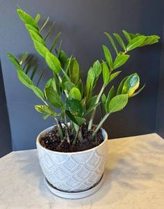 lot 93R image: P - Live Plant in White Geometric Ceramic Pot