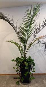 lot 102R image: LL - Live Indoor Palm with Pothos in Black Planter