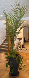lot 106R image: LL - Palm Plant - Large Indoor with Pothos in Black Planter
