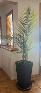 lot 107R image: LL - Palm Plant in Tall Black Planter