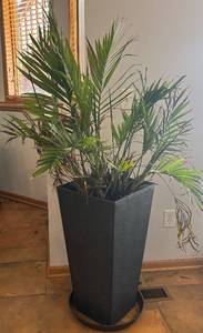 lot 113R image: LL - Palm Plant - Indoor Live Plant