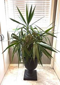 lot 117R image: MR - Dracaena Massangeana Corn Plant