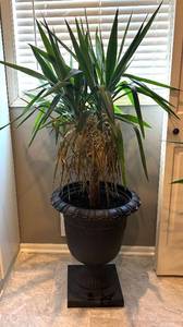 lot 129R image: MR - Yucca Cane Plant in Large Decorative Pot