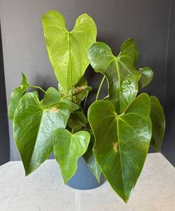 lot 147R image: MR - Heartleaf Philodendron Plant (Philodendron scandens)