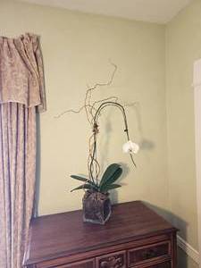 lot 63 image: Orphan Phalaenopsis Moth Orchid